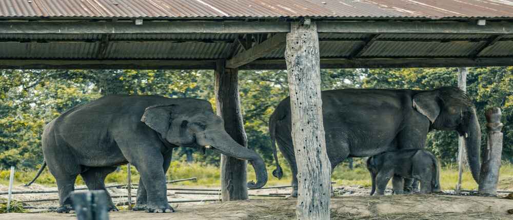 Pokhara, Lumbini & Chitwan Tour